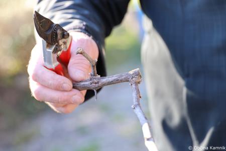 Rez kamniške potomke najstarejše vinske trte (12)